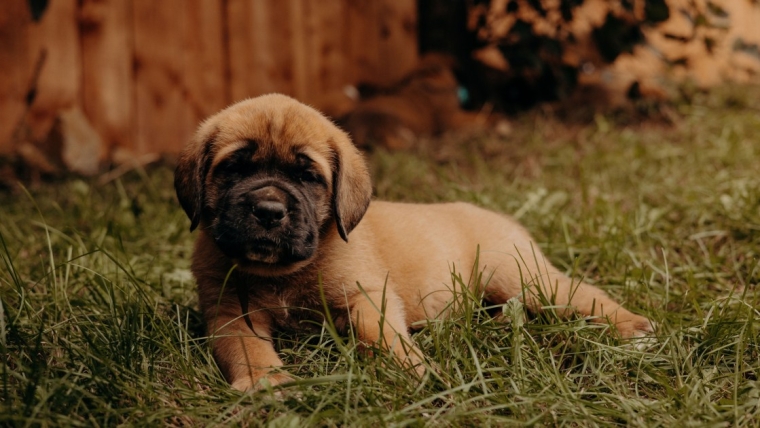 Chiots Mastiff : Photos mignonnes et faits
