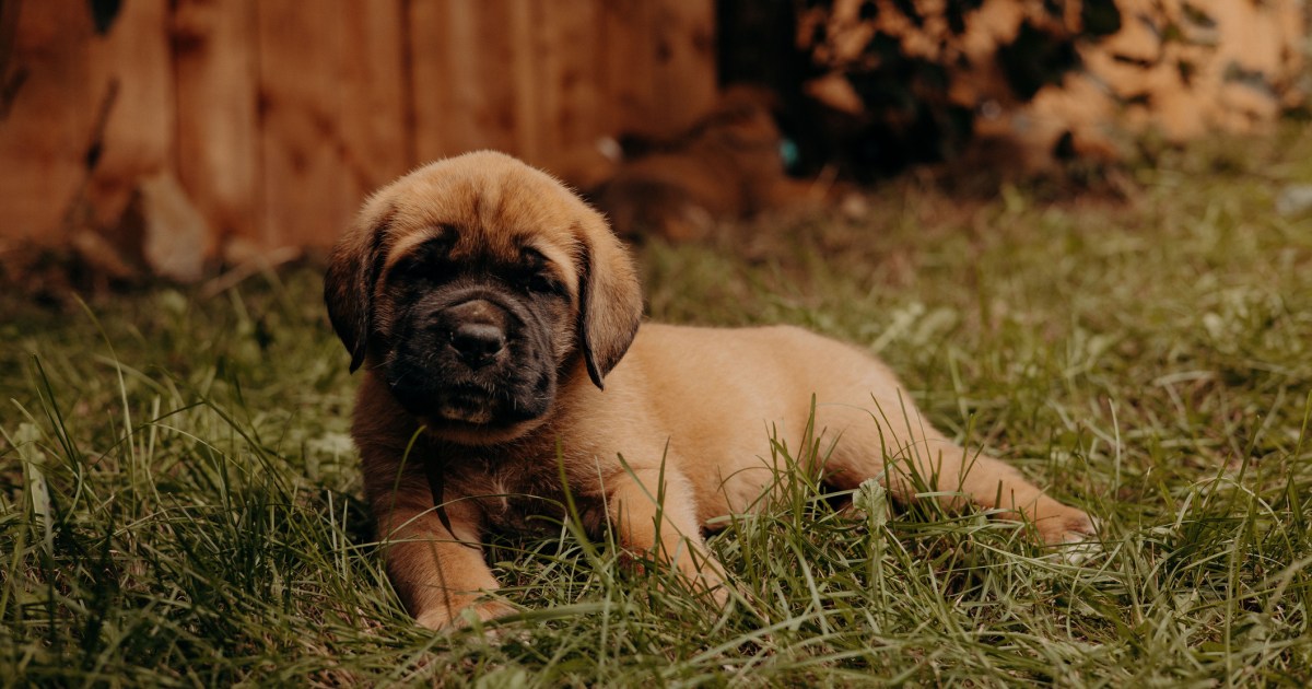 Chiots Mastiff : Photos mignonnes et faits