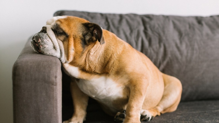 Quelle est l’espérance de vie des bouledogues anglais ? Durée de vie des mâles et des femelles