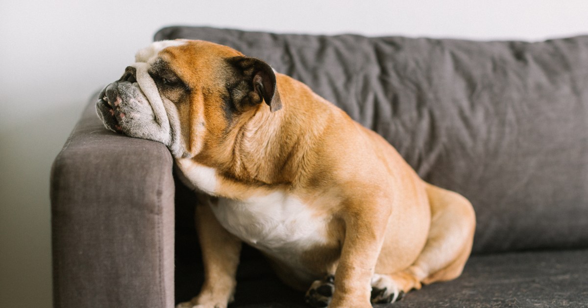 Quelle est l’espérance de vie des bouledogues anglais ? Durée de vie des mâles et des femelles