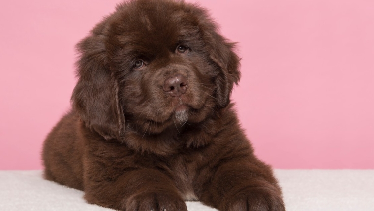 Chiots Terre-Neuve : Photos mignonnes et faits