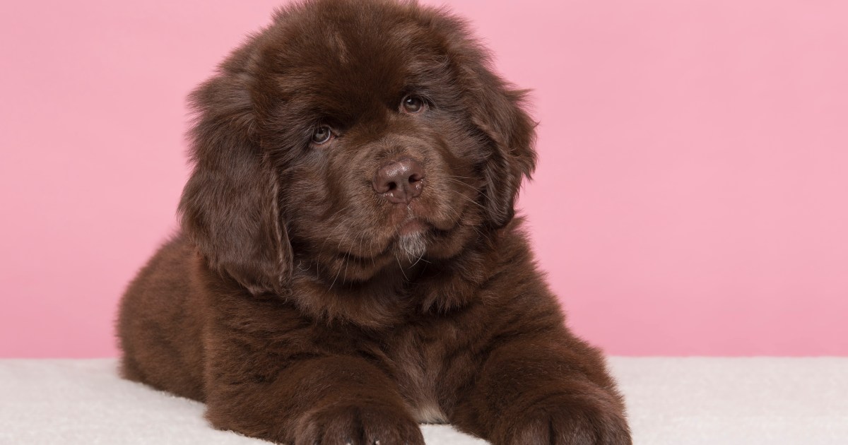 Chiots Terre-Neuve : Photos mignonnes et faits