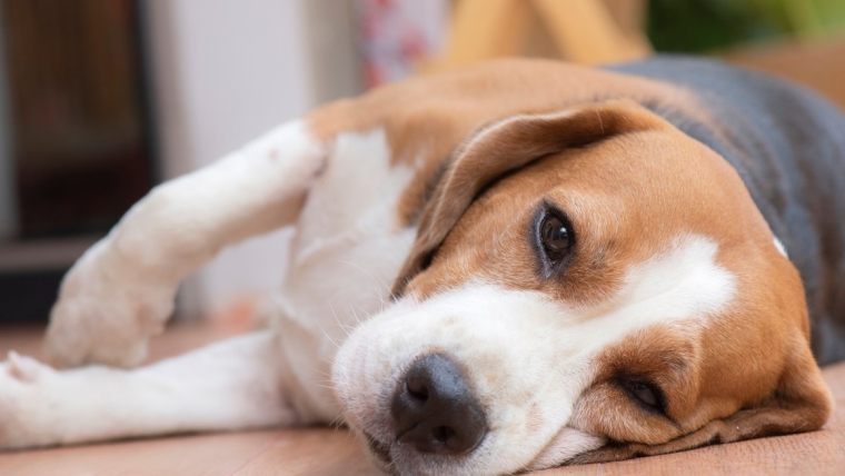 Maladie rénale chronique chez le chien : symptômes, causes et traitements