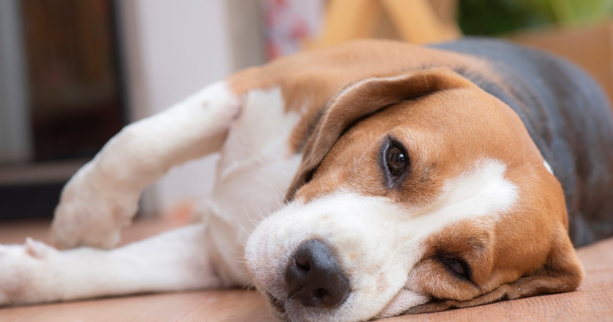 Maladie rénale chronique chez le chien : symptômes, causes et traitements