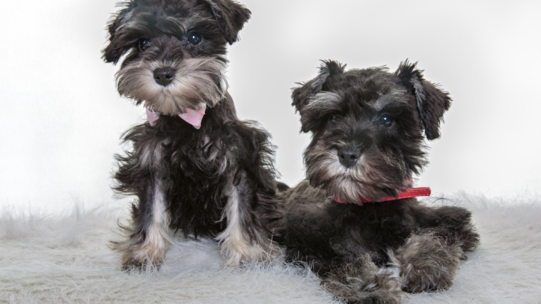 Chiots schnauzers : Photos mignonnes et faits