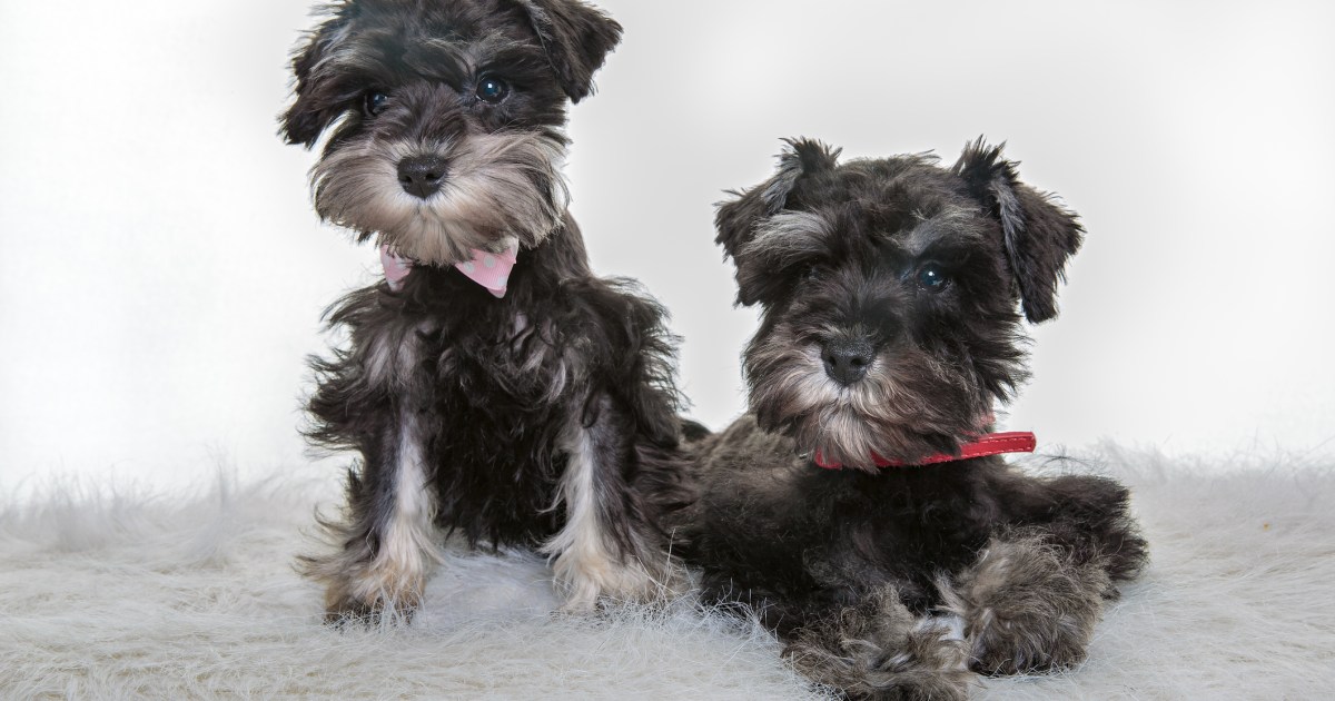 Chiots schnauzers : Photos mignonnes et faits
