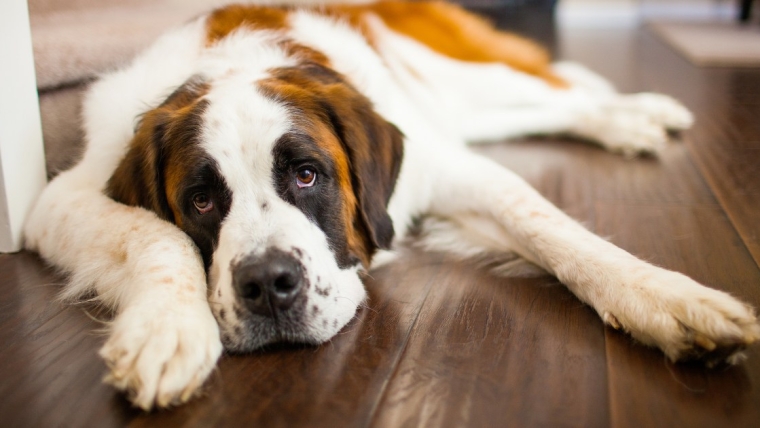 Shunt portosystémique chez le chien : symptômes, causes et traitements