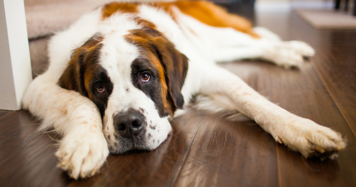 Shunt portosystémique chez le chien : symptômes, causes et traitements