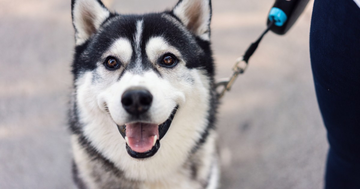 La mascotte soutient le projet de loi visant à faire du Husky sibérien le chien de l’État du Connecticut