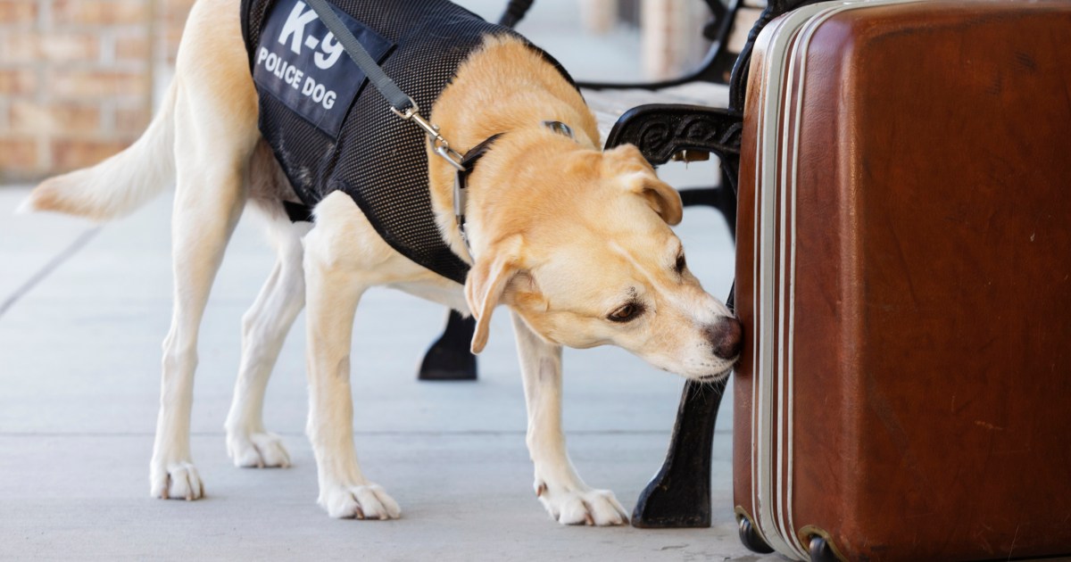Un chien renifleur d’armes commence à jouer un nouveau rôle au Mall of America