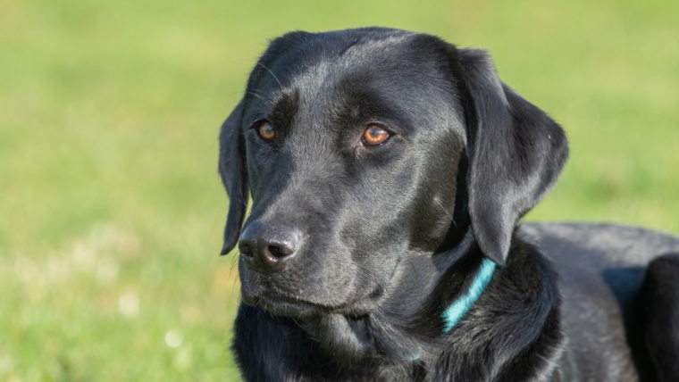 Un chien de l’Alabama secouru derrière un mur après avoir disparu pendant une tempête