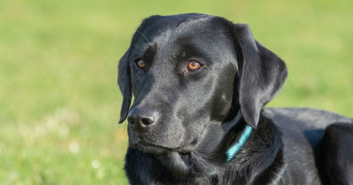 Un chien de l’Alabama secouru derrière un mur après avoir disparu pendant une tempête