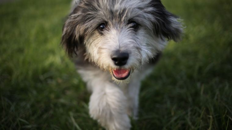 Chiots Aussiedoodle : Photos mignonnes et faits