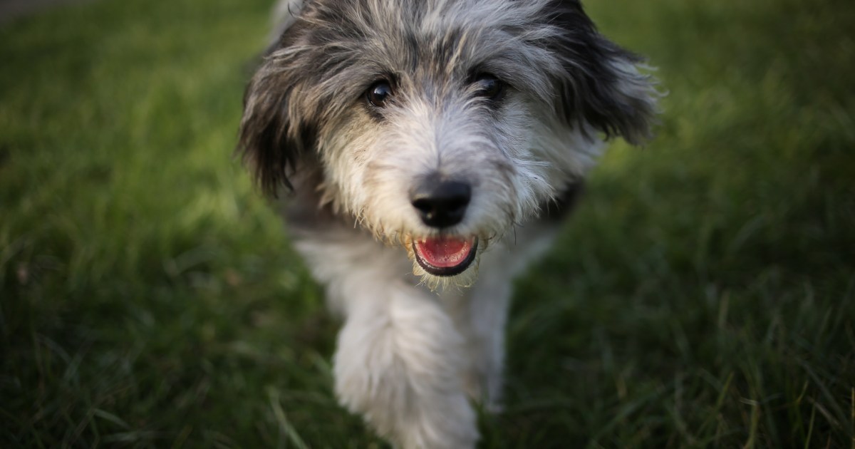 Chiots Aussiedoodle : Photos mignonnes et faits