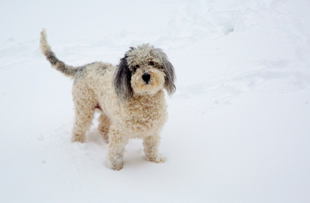 Chien Aussiedoodle debout dans la neige profonde.