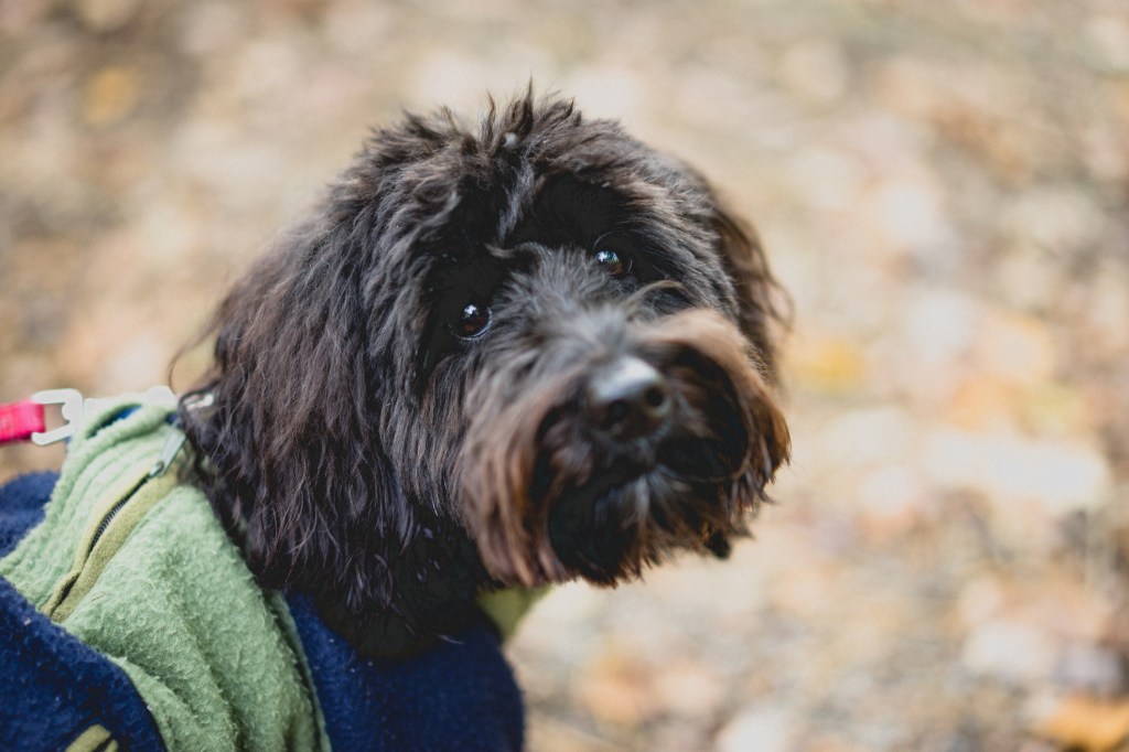 Aussiedoodle regardant l'appareil photo.