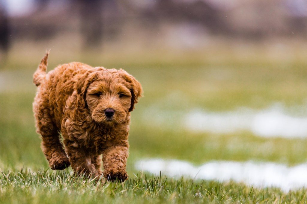 Un Aussiedoodle doré marchant dans un champ vert.