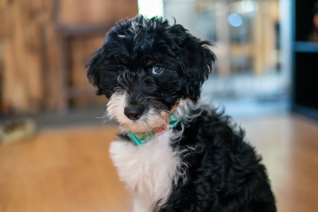 Portrait d'un chiot croisé berger australien-caniche.