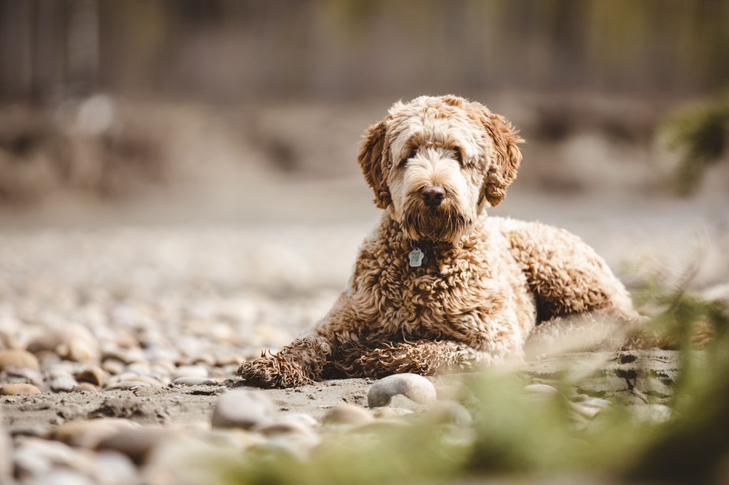 Un Aussiedoodle couché sur un sol rocailleux.