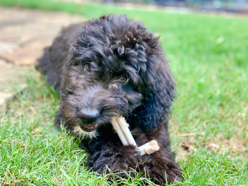 Chiot Aussiedoodle avec un jouet.