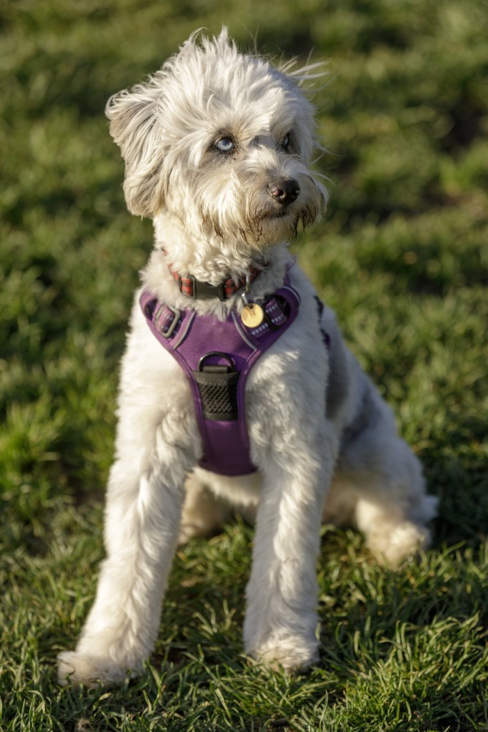 Chiot femelle berger australien caniche mixte miniature de 11 mois assis et regardant au loin.