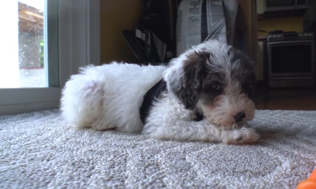 Mini Aussiedoodle à la maison.