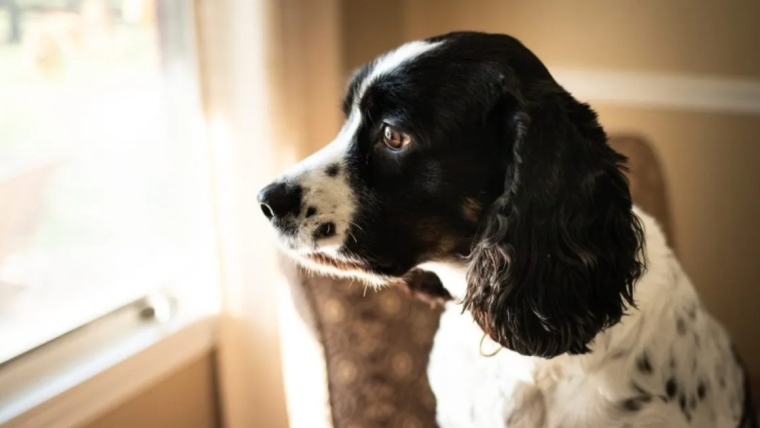 Les épagneuls Springer anglais sont-ils de bons chiens d’intérieur ? Peuvent-ils vivre en appartement ?