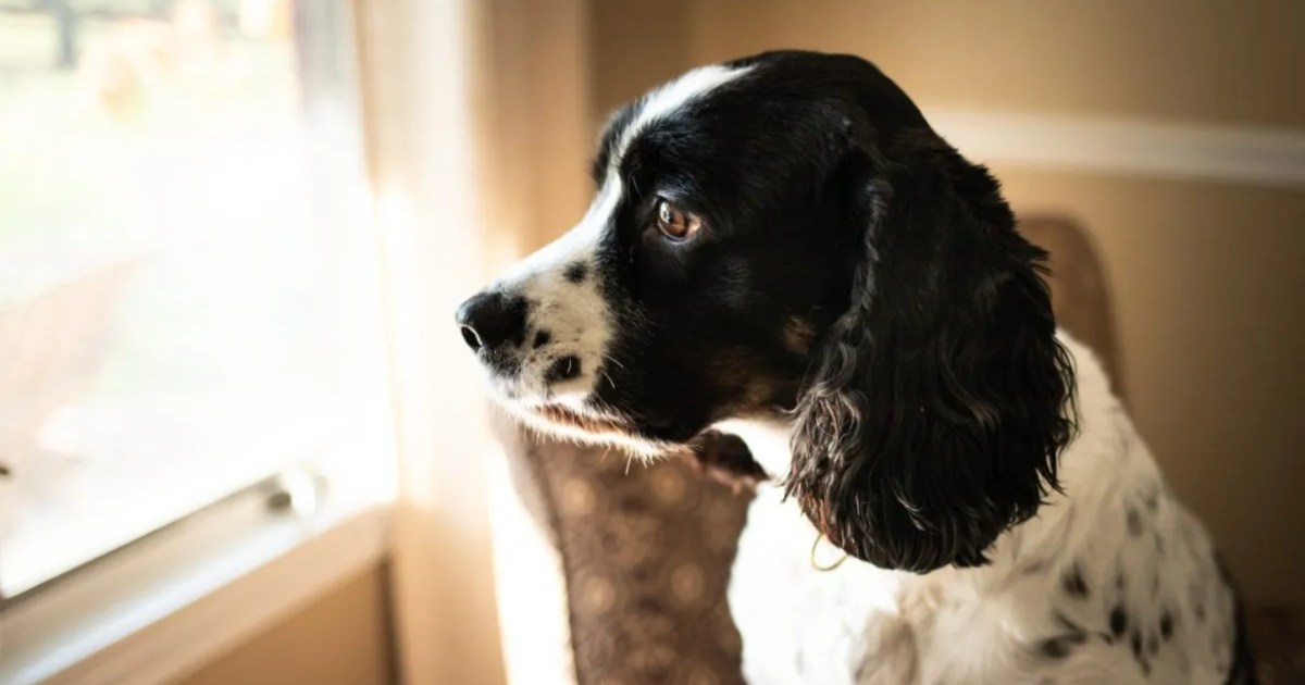 Les épagneuls Springer anglais sont-ils de bons chiens d’intérieur ? Peuvent-ils vivre en appartement ?