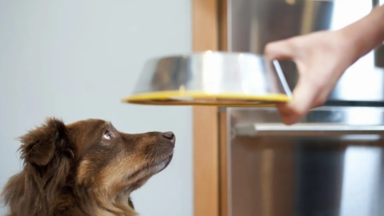 La marque d’aliments pour chiens a-t-elle émis un rappel en 2024 ?