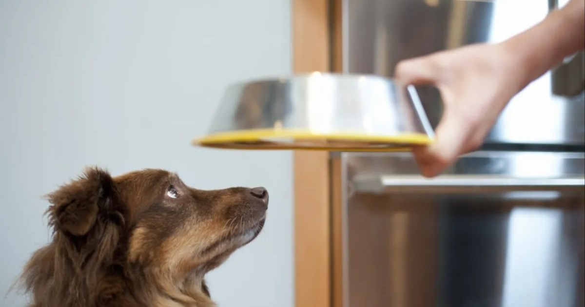 La marque d’aliments pour chiens a-t-elle émis un rappel en 2024 ?