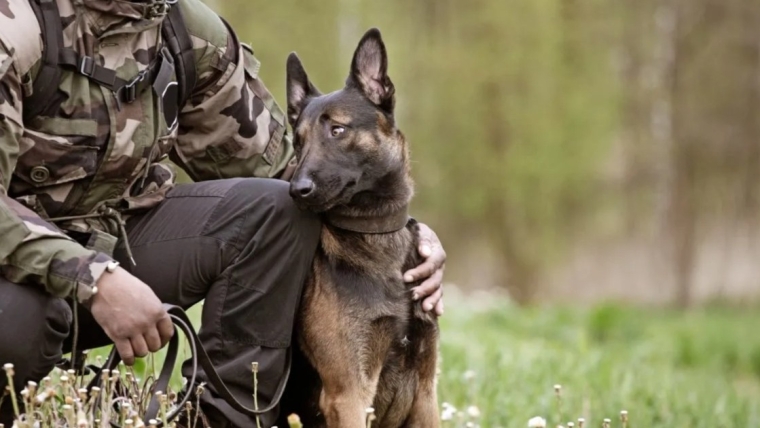 Les équipes de neutralisation des explosifs et munitions de l’armée américaine s’entraînent avec des chiens de travail militaires