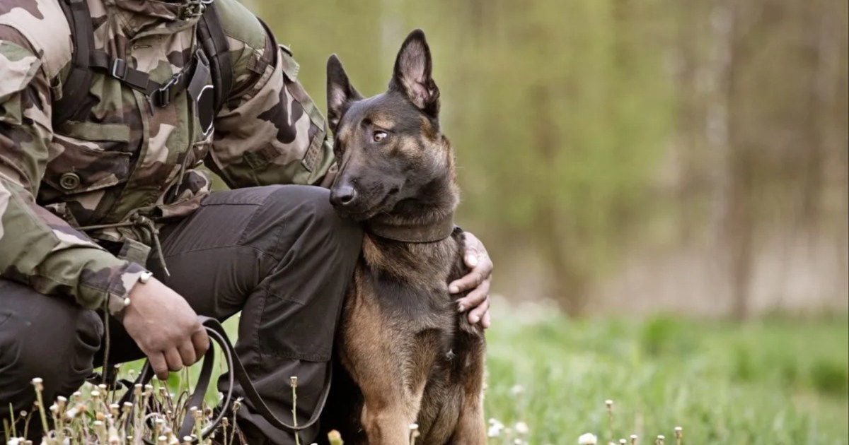 Les équipes de neutralisation des explosifs et munitions de l’armée américaine s’entraînent avec des chiens de travail militaires