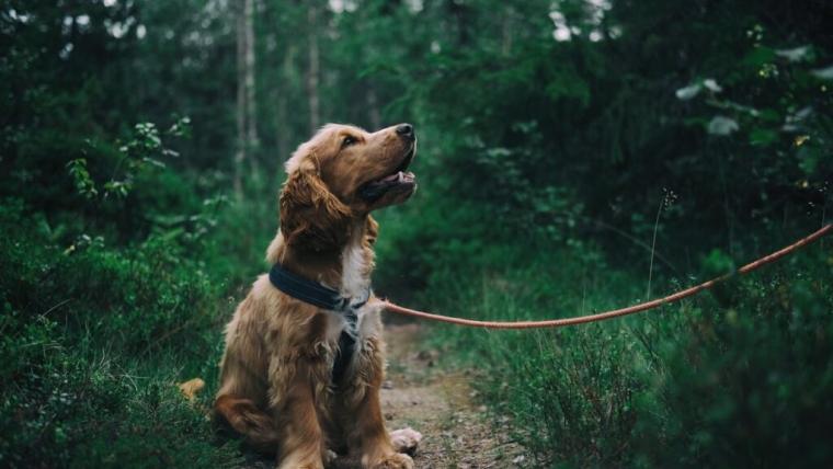 Comment protéger votre chien contre l’ehrlichiose canine ?