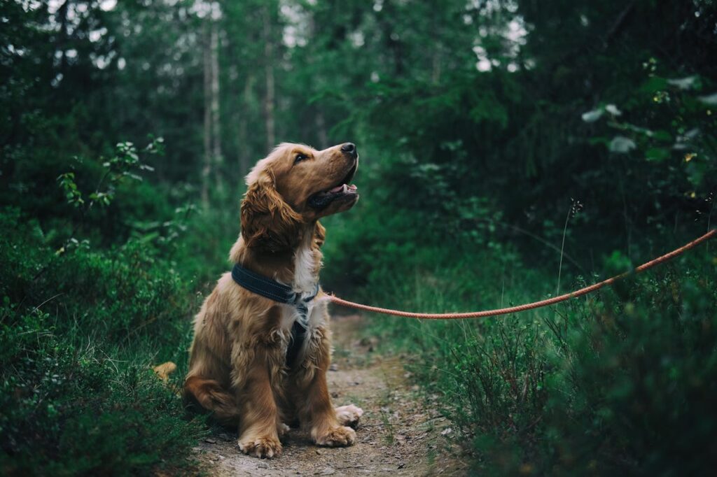 Comment protéger votre chien contre l’ehrlichiose canine ?