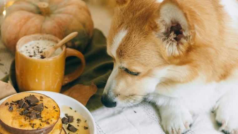 Que faire lorsque votre chien mange du chocolat ?