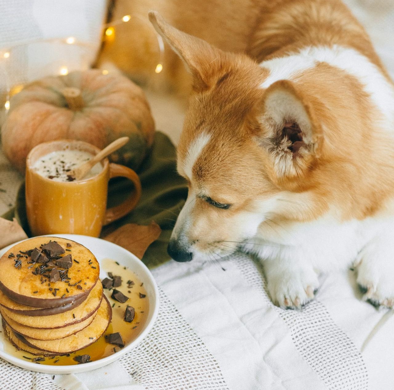Que faire lorsque votre chien mange du chocolat ?