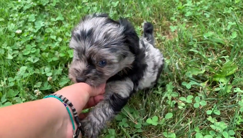 Mini chiot Aussiedoodle jouant dans le jardin avec son maître.