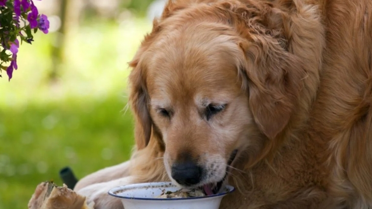 Un étudiant en médecine vétérinaire aide un Golden Retriever de 125 livres à perdre du poids