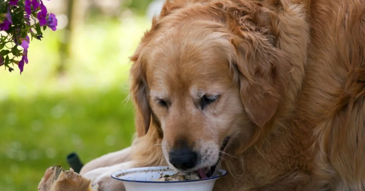 Un étudiant en médecine vétérinaire aide un Golden Retriever de 125 livres à perdre du poids