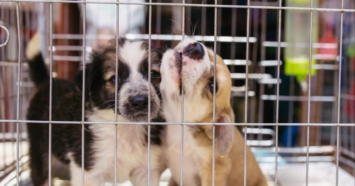 Le projet de loi sur les usines à chiots critiqué par la Humane Society pour les risques de préjudice qu’il comporte