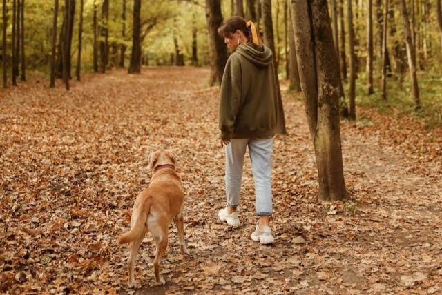 10 façons de profiter au maximum de l’automne avec votre chien