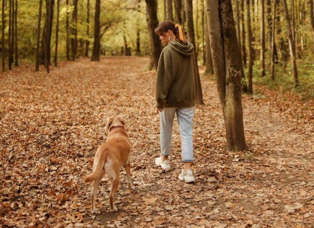 10 façons de profiter au maximum de l’automne avec votre chien