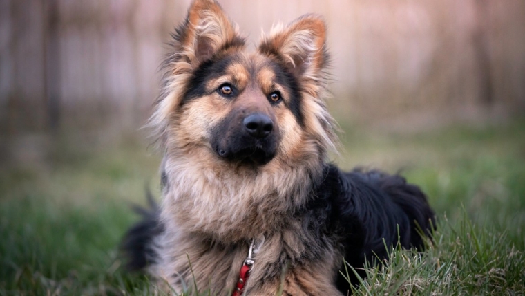 Un chien de refuge impressionne en tant que chien renifleur de drogue au Texas