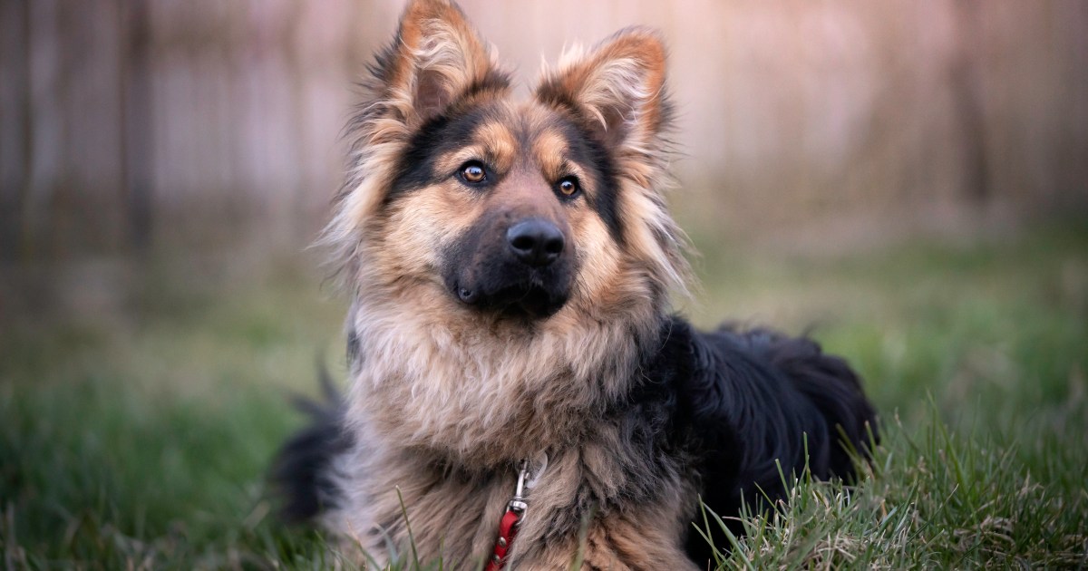 Un chien de refuge impressionne en tant que chien renifleur de drogue au Texas