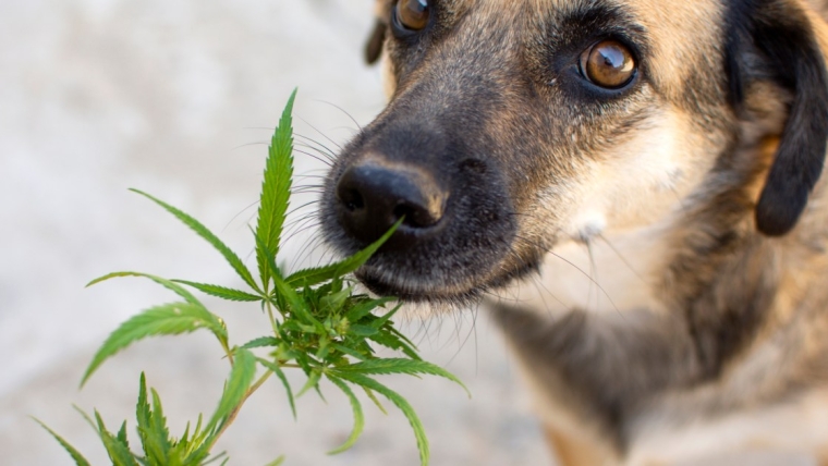 De plus en plus de propriétaires de chiens demandent l’avis d’un vétérinaire sur le cannabis