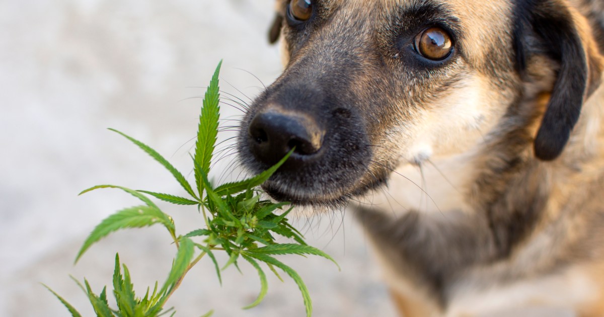 De plus en plus de propriétaires de chiens demandent l’avis d’un vétérinaire sur le cannabis