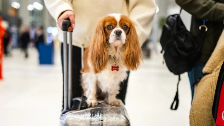 American Airlines assouplit sa politique en matière d’animaux de compagnie et autorise les bagages à main
