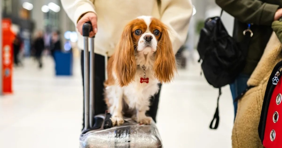 American Airlines assouplit sa politique en matière d’animaux de compagnie et autorise les bagages à main