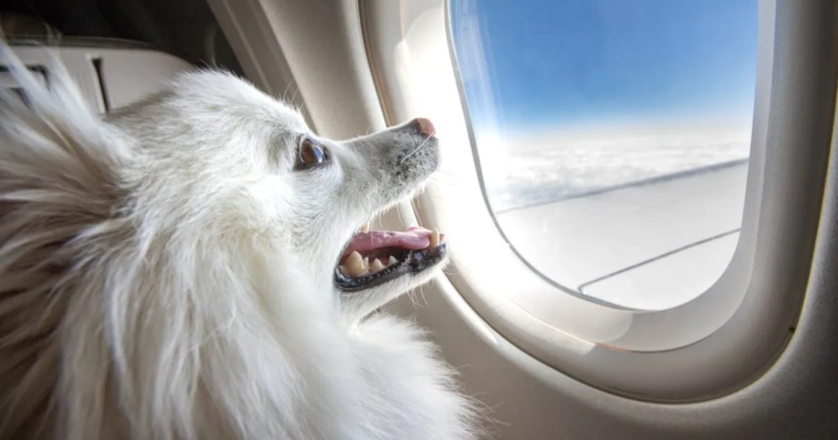 BARK lance BARK Air, conçu pour que les chiens volent en première classe