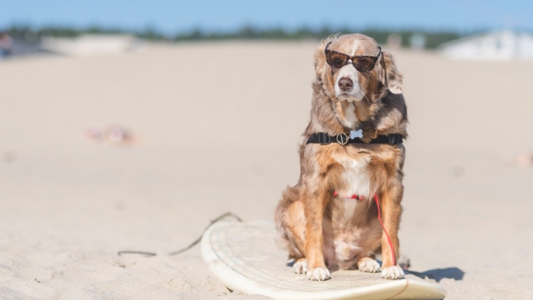Le championnat du monde de Dog Surfing surmonte ses problèmes financiers